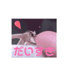 動くカイコちゃんスタンプ①（個別スタンプ：12）