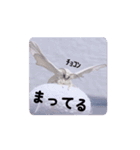 動くカイコちゃんスタンプ①（個別スタンプ：13）
