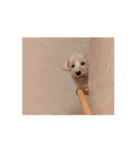 名犬らうーる君のスタンプ（個別スタンプ：4）