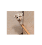 名犬らうーる君のスタンプ（個別スタンプ：5）