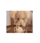 名犬らうーる君のスタンプ（個別スタンプ：6）