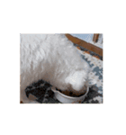 名犬らうーる君のスタンプ（個別スタンプ：9）