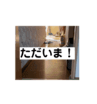 名犬らうーる君のスタンプ（個別スタンプ：14）