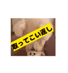 名犬らうーる君のスタンプ（個別スタンプ：15）