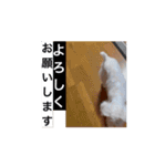 名犬らうーる君のスタンプ（個別スタンプ：16）