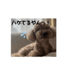 ぷ〜失礼な言葉（個別スタンプ：1）
