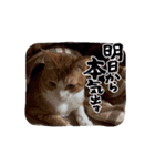 ニャンニャン兄妹(パート2)（個別スタンプ：1）