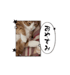 ニャンニャン兄妹(パート2)（個別スタンプ：6）