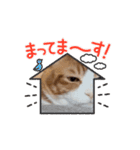 ニャンニャン兄妹(パート2)（個別スタンプ：7）