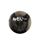 くろねこのてぃーくん（個別スタンプ：2）