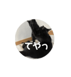 くろねこのてぃーくん（個別スタンプ：3）