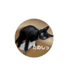 くろねこのてぃーくん（個別スタンプ：8）