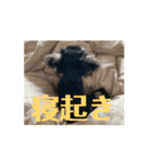 本日のディトナはんスタンプ（個別スタンプ：3）