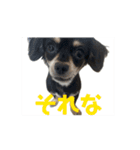 本日のディトナはんスタンプ（個別スタンプ：10）