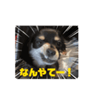 本日のディトナはんスタンプ（個別スタンプ：13）