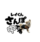 我が家のハーフ犬ポメチ⑪（個別スタンプ：1）