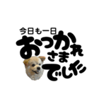 我が家のハーフ犬ポメチ⑪（個別スタンプ：3）