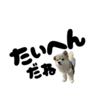 我が家のハーフ犬ポメチ⑪（個別スタンプ：4）