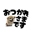 我が家のハーフ犬ポメチ⑪（個別スタンプ：5）