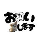 我が家のハーフ犬ポメチ⑪（個別スタンプ：6）