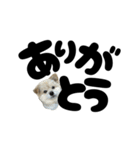 我が家のハーフ犬ポメチ⑪（個別スタンプ：7）