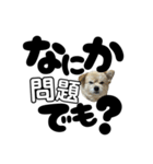 我が家のハーフ犬ポメチ⑪（個別スタンプ：9）