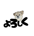 我が家のハーフ犬ポメチ⑪（個別スタンプ：10）