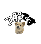我が家のハーフ犬ポメチ⑪（個別スタンプ：12）