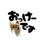 我が家のハーフ犬ポメチ⑪（個別スタンプ：13）