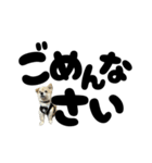 我が家のハーフ犬ポメチ⑪（個別スタンプ：15）