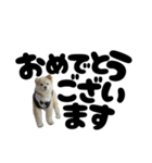 我が家のハーフ犬ポメチ⑪（個別スタンプ：16）