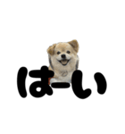 我が家のハーフ犬ポメチ⑪（個別スタンプ：17）