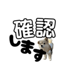 我が家のハーフ犬ポメチ⑪（個別スタンプ：18）