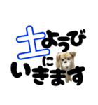 我が家のハーフ犬ポメチ⑪（個別スタンプ：19）