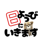 我が家のハーフ犬ポメチ⑪（個別スタンプ：20）