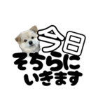 我が家のハーフ犬ポメチ⑪（個別スタンプ：21）