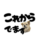 我が家のハーフ犬ポメチ⑪（個別スタンプ：24）