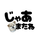 我が家のハーフ犬ポメチ⑪（個別スタンプ：25）