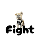 我が家のハーフ犬ポメチ⑪（個別スタンプ：27）