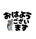 我が家のハーフ犬ポメチ⑪（個別スタンプ：28）
