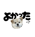 我が家のハーフ犬ポメチ⑪（個別スタンプ：29）