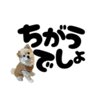 我が家のハーフ犬ポメチ⑪（個別スタンプ：30）