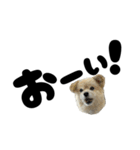 我が家のハーフ犬ポメチ⑪（個別スタンプ：31）