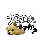 我が家のハーフ犬ポメチ⑪（個別スタンプ：34）