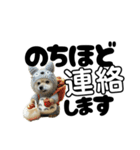 我が家のハーフ犬ポメチ⑪（個別スタンプ：35）