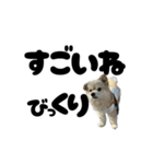 我が家のハーフ犬ポメチ⑪（個別スタンプ：36）