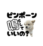 我が家のハーフ犬ポメチ⑪（個別スタンプ：37）