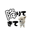 我が家のハーフ犬ポメチ⑪（個別スタンプ：38）