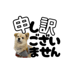 我が家のハーフ犬ポメチ⑪（個別スタンプ：39）