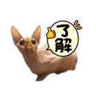 桃乃助PART2（個別スタンプ：1）